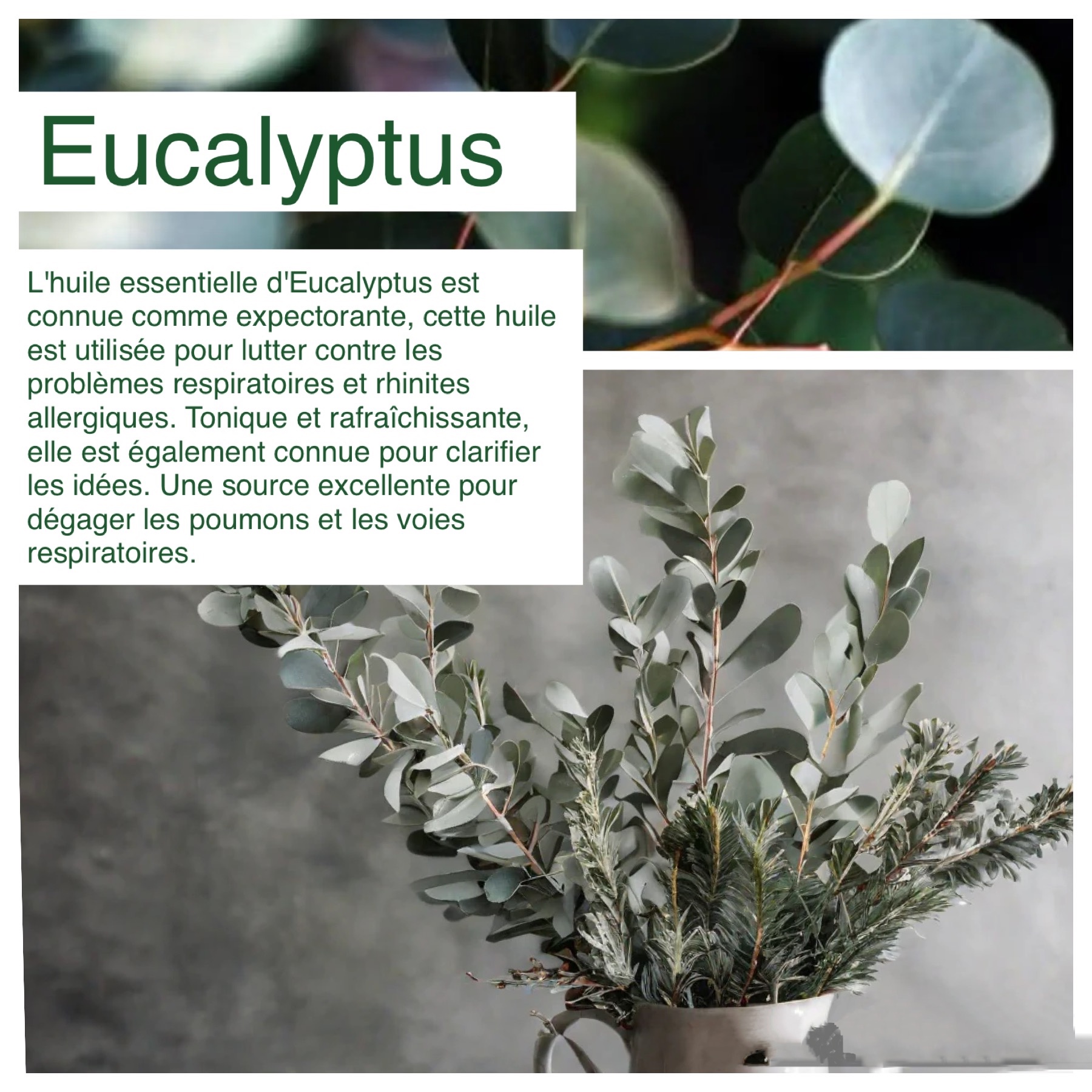 Bienfaits de l’huile essentielle de l’eucalyptus