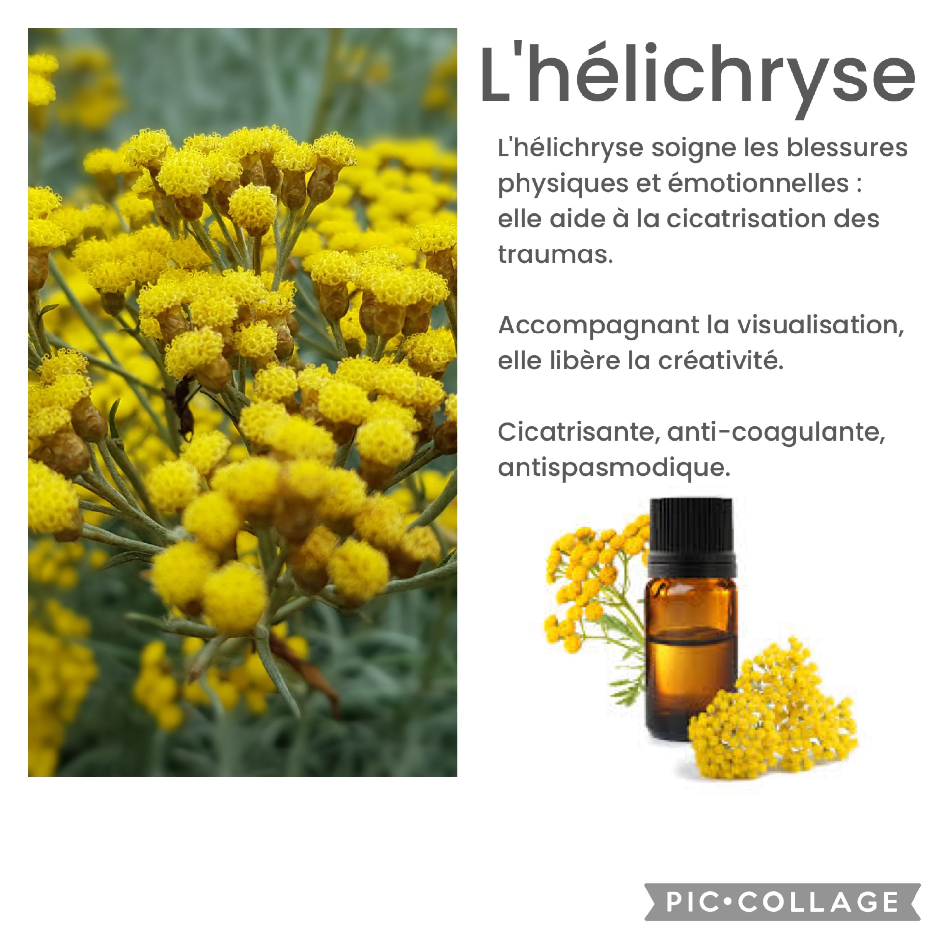 Hélichryse et ses bienfaits