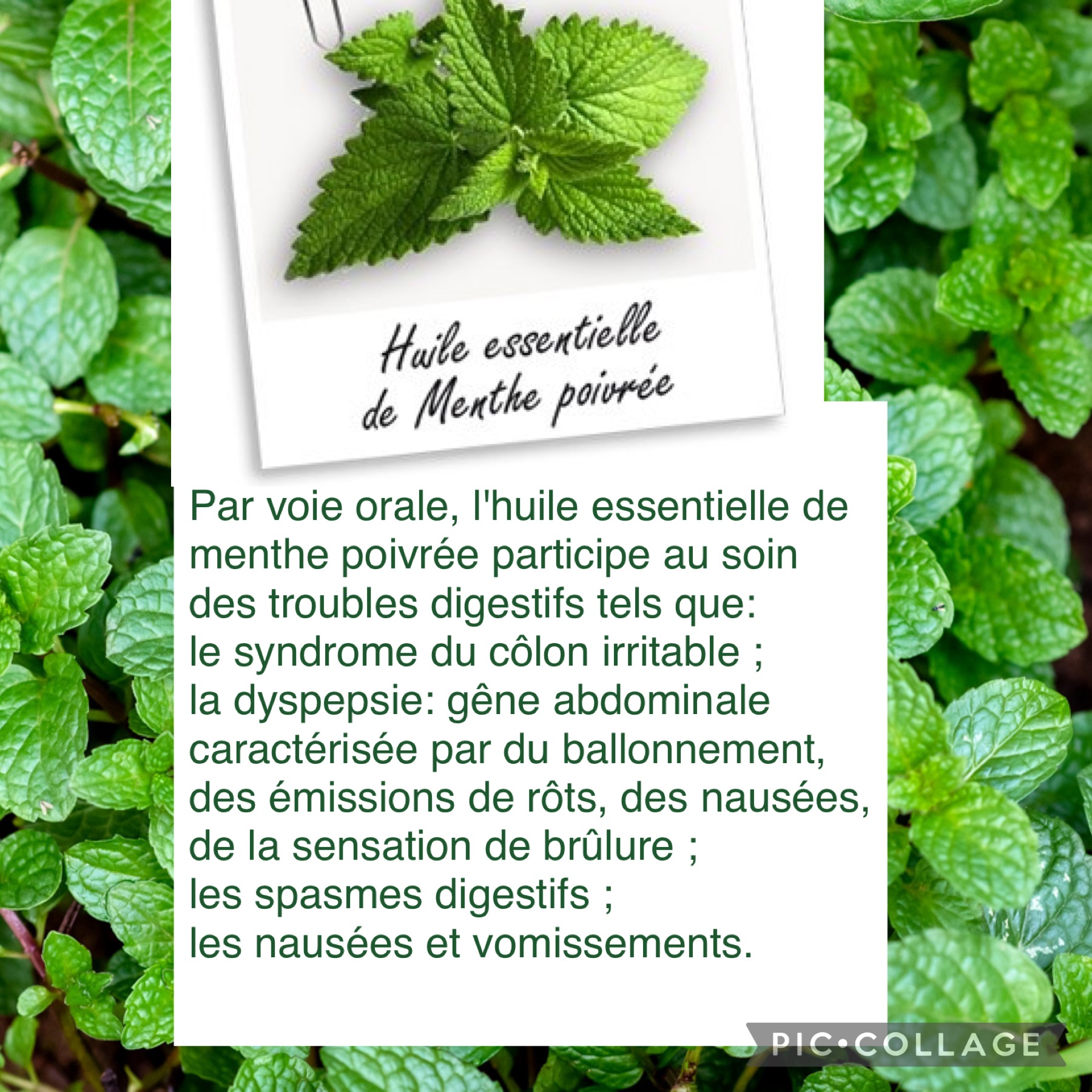 Bienfaits de l’huile essentielle de menthe poivrée