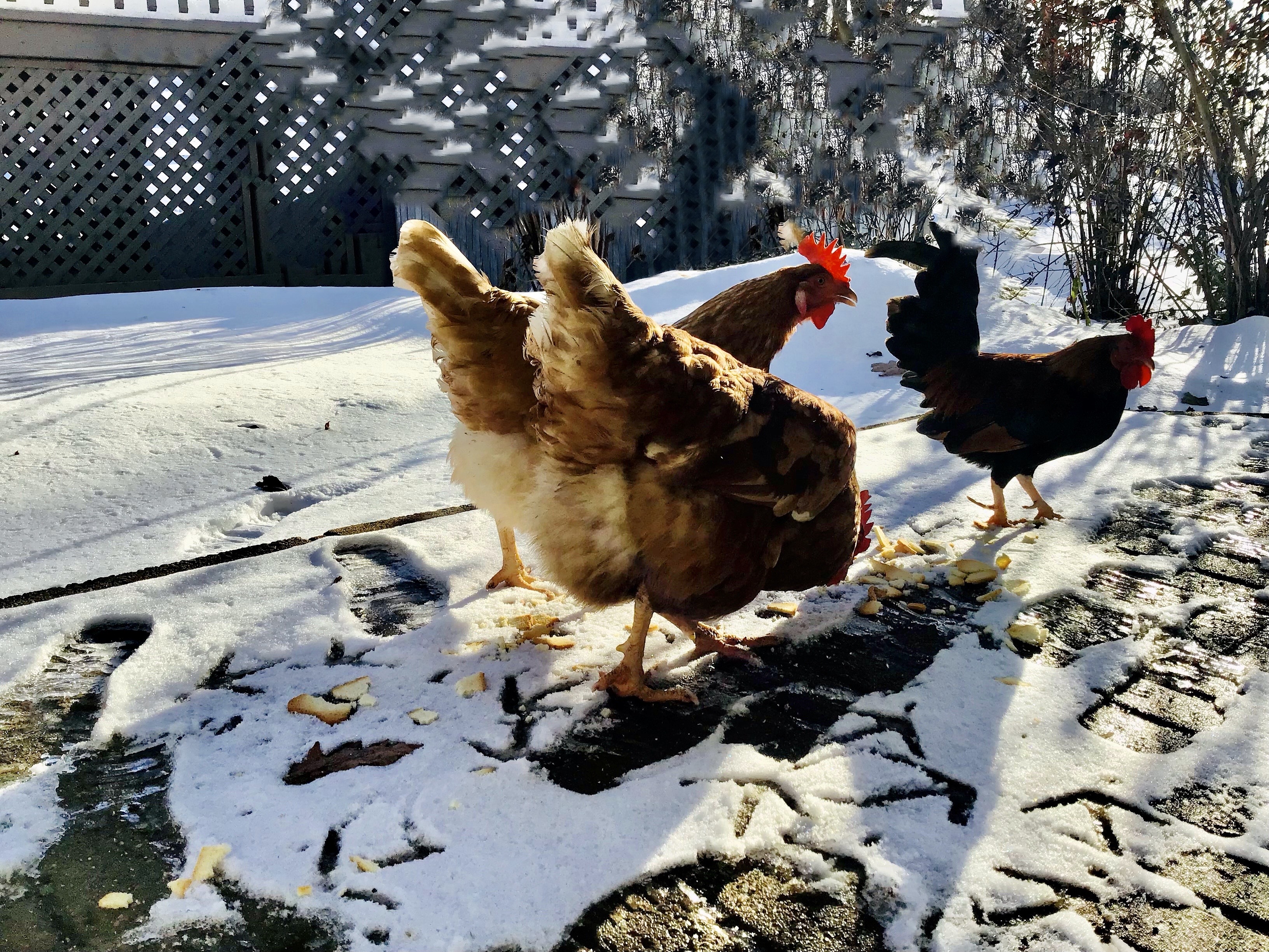 Poules nature